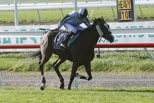 Showemup (NZ) dominates in the Listed NZB Airfreight Stakes. Photo: Race Images, Christchurch